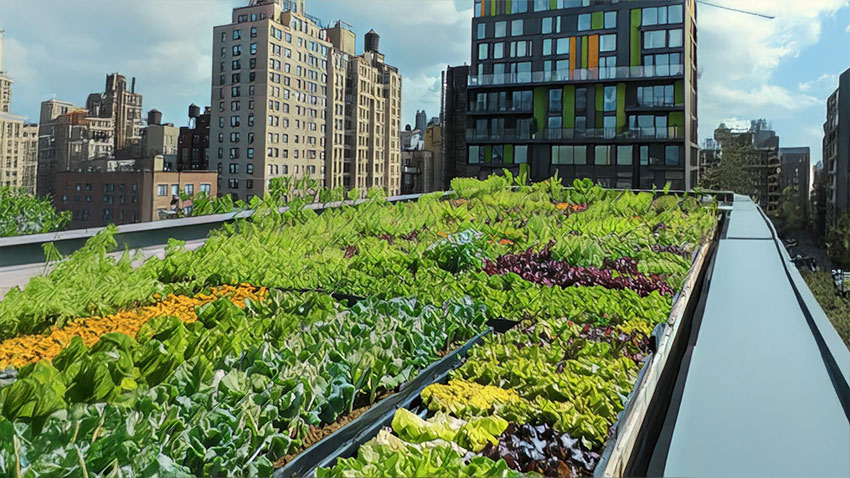 Urban food cultivation