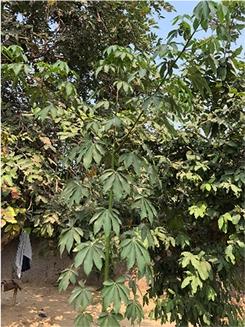 making of Shiv Nadar School Forest