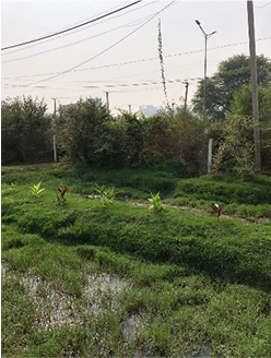 making of Shiv Nadar School Forest