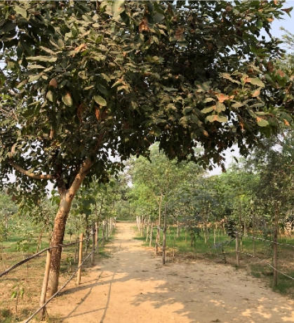 The Shiv Nadar School Forest